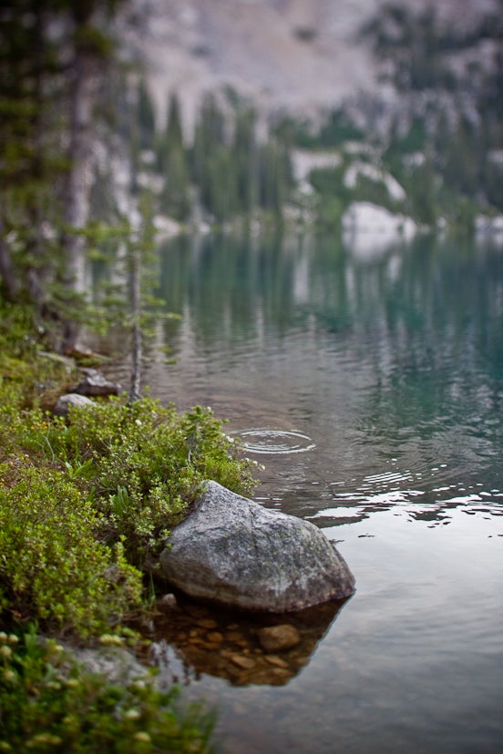 Rising Trout None