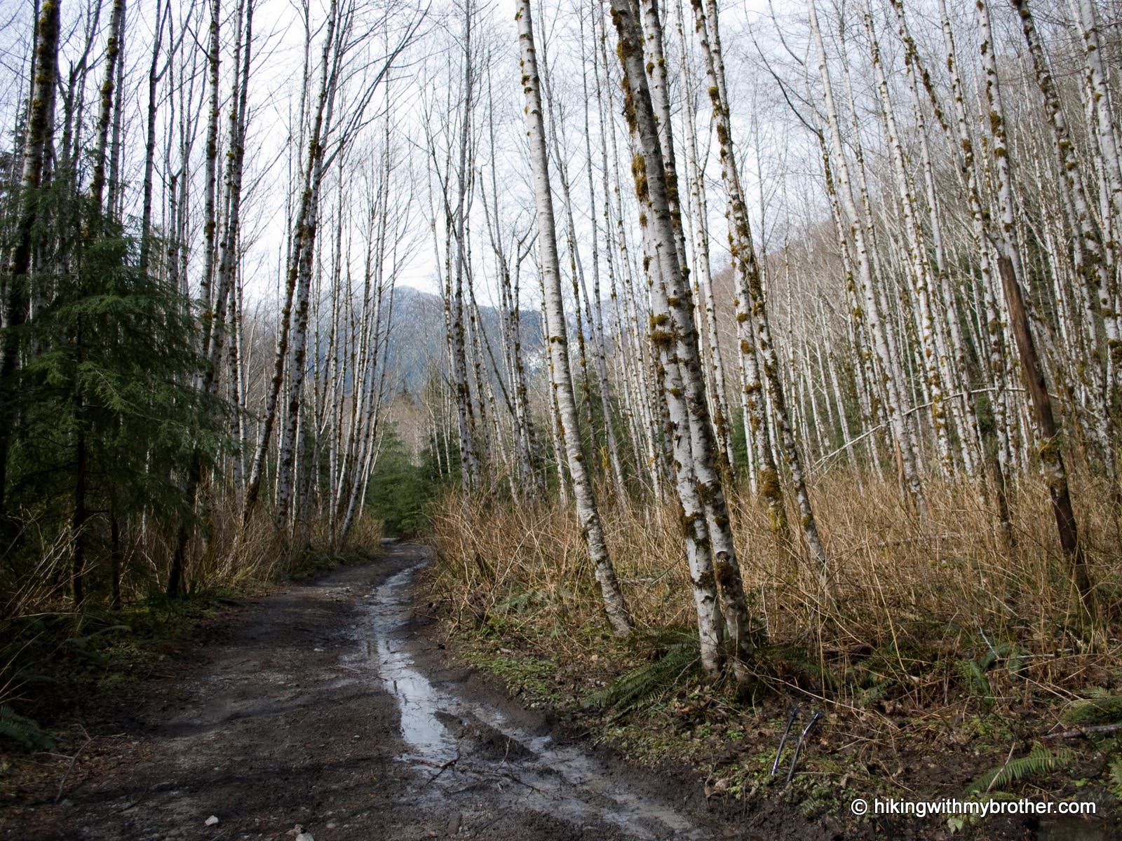 Road and Alders None