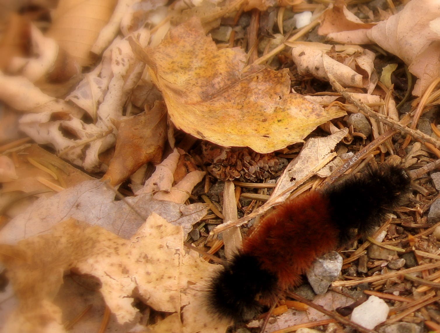 Roadside Critter None