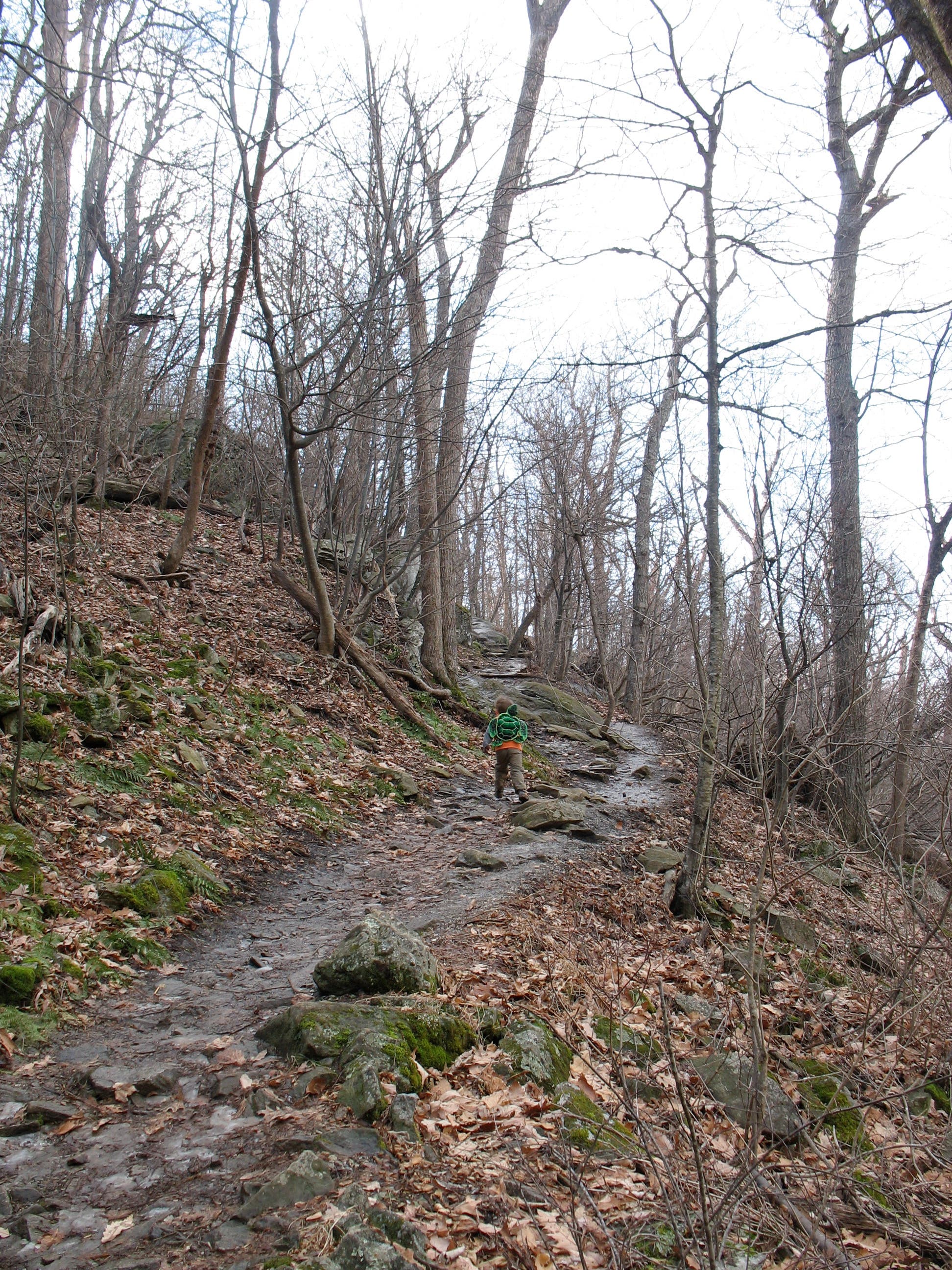 Young child hiking an easy-to-follow path winds over roots, rocks, and felled trees.