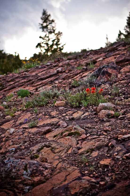 Rock garden None