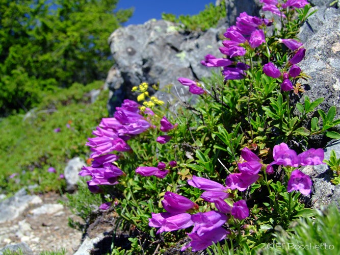 Rock Garden None