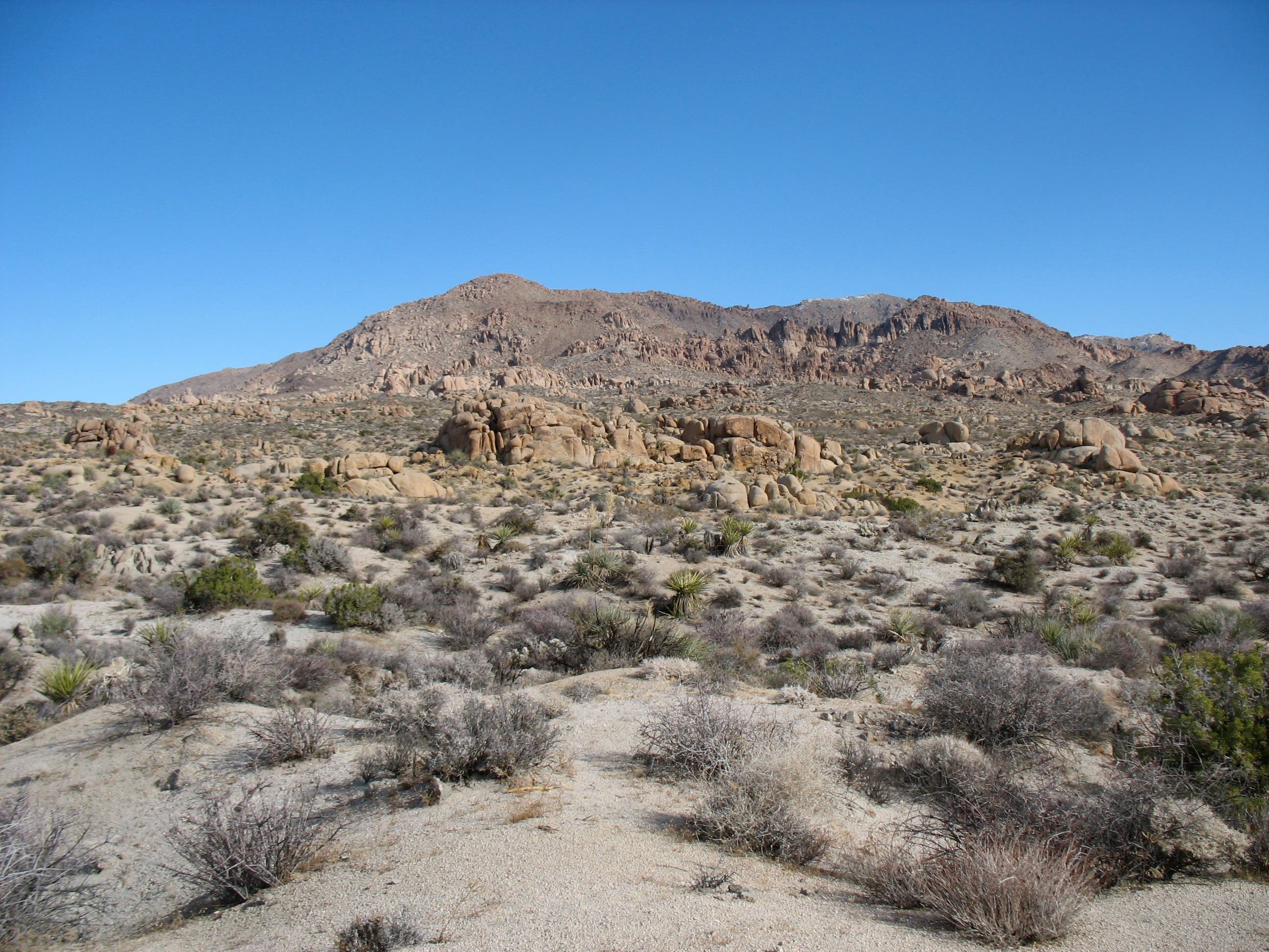 Rock Piles and Yucca None