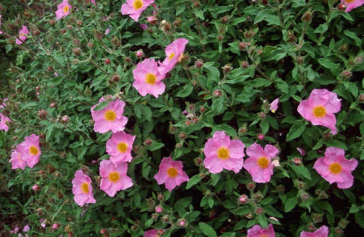 Rock Rose None