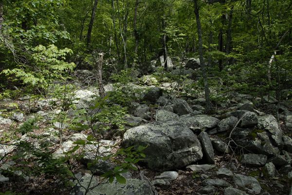 Rocky Path None