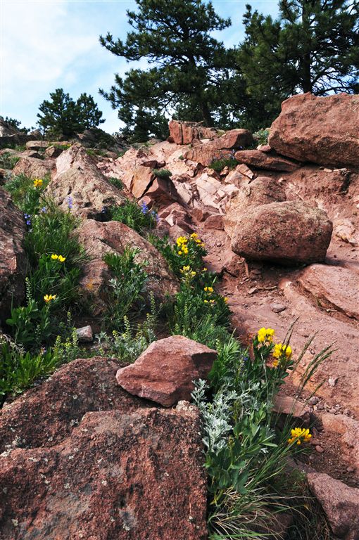 Rocky Terrain None