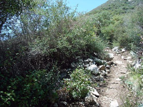 Rocky Track None