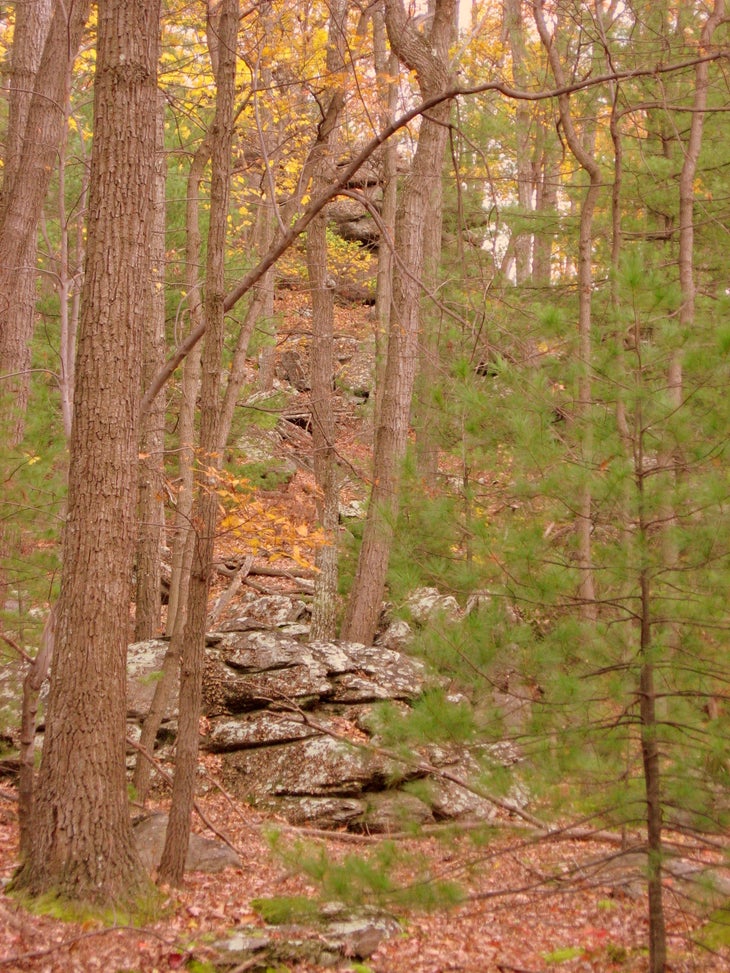 Rocky Trail None