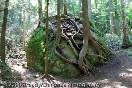Root-wrapped rock None