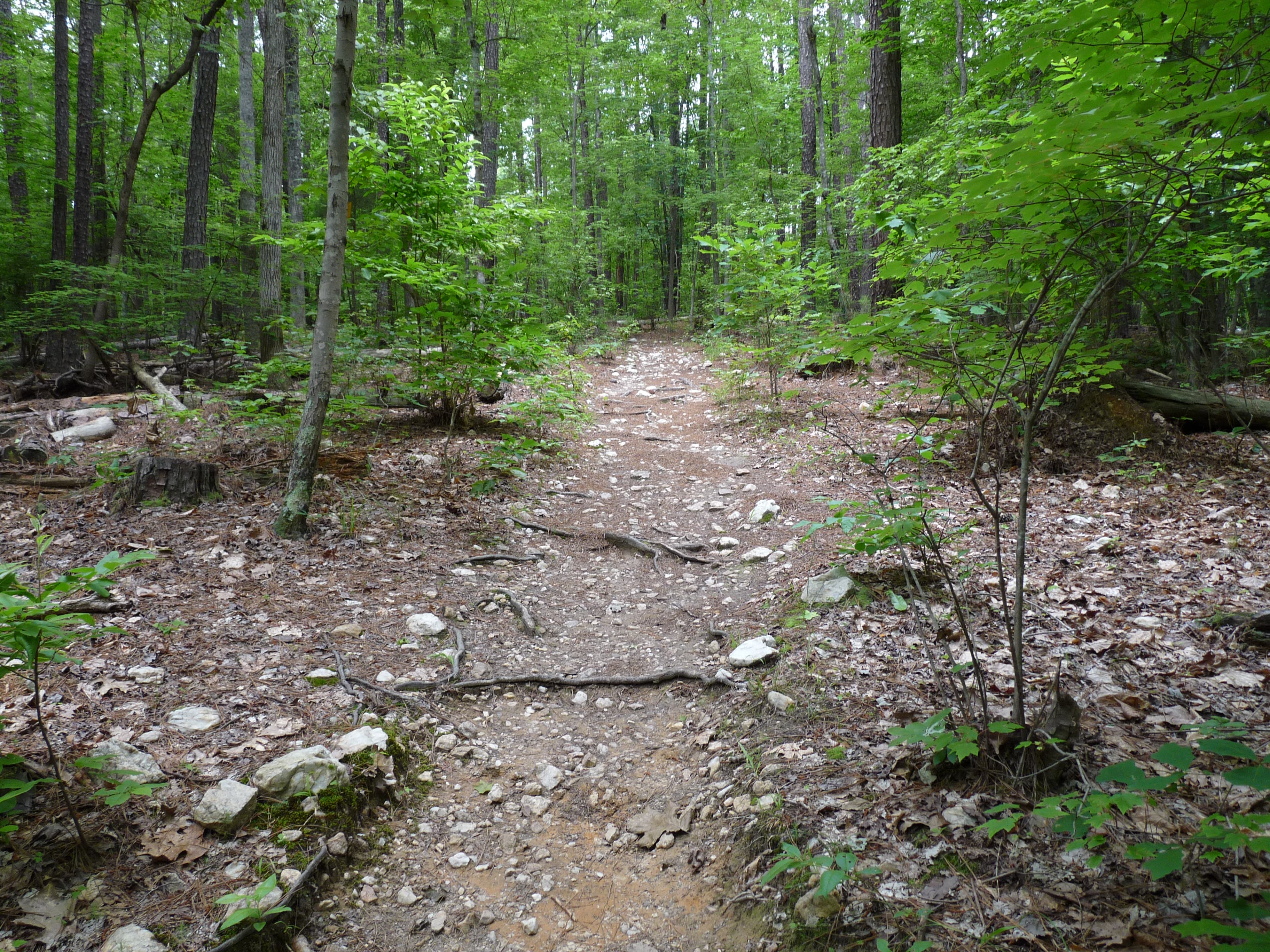 Roots on the trail None