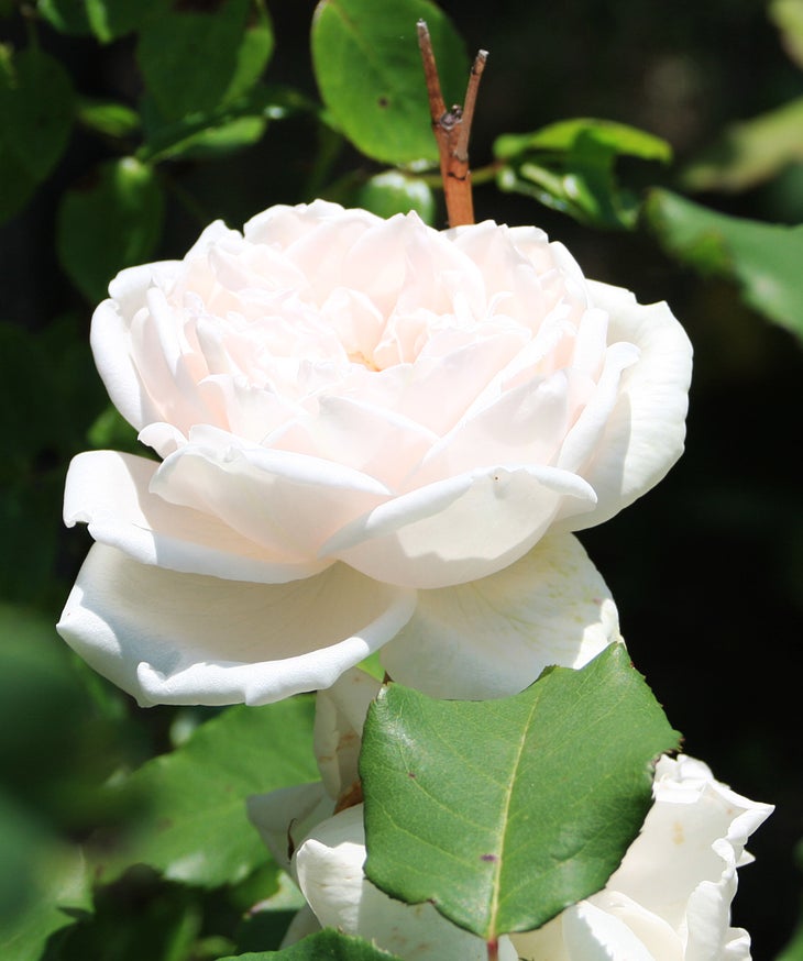 Roses None