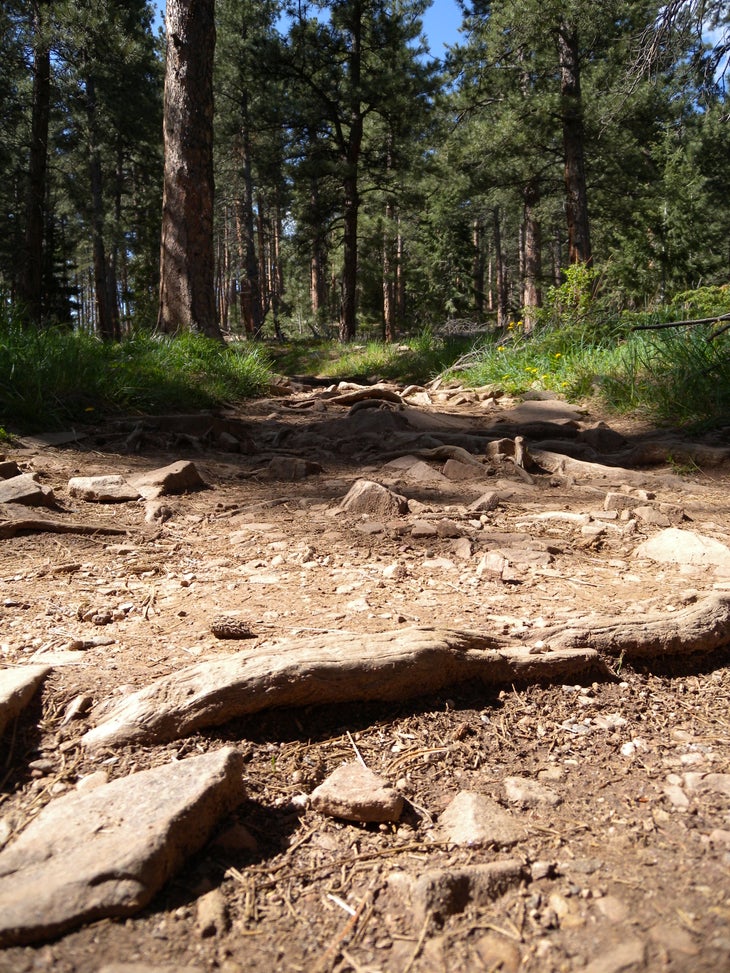 Rugged Path None
