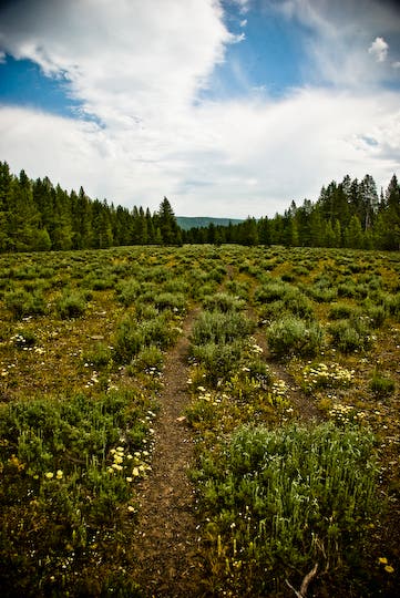 Sagebrush Meadow None
