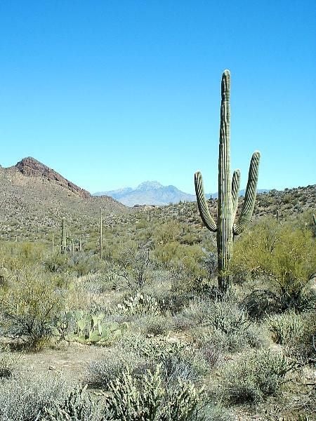 Saguaro with snow-stippled mountain peaks in the distance None