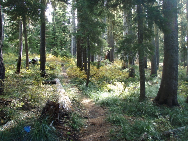 Sahalie Trail None