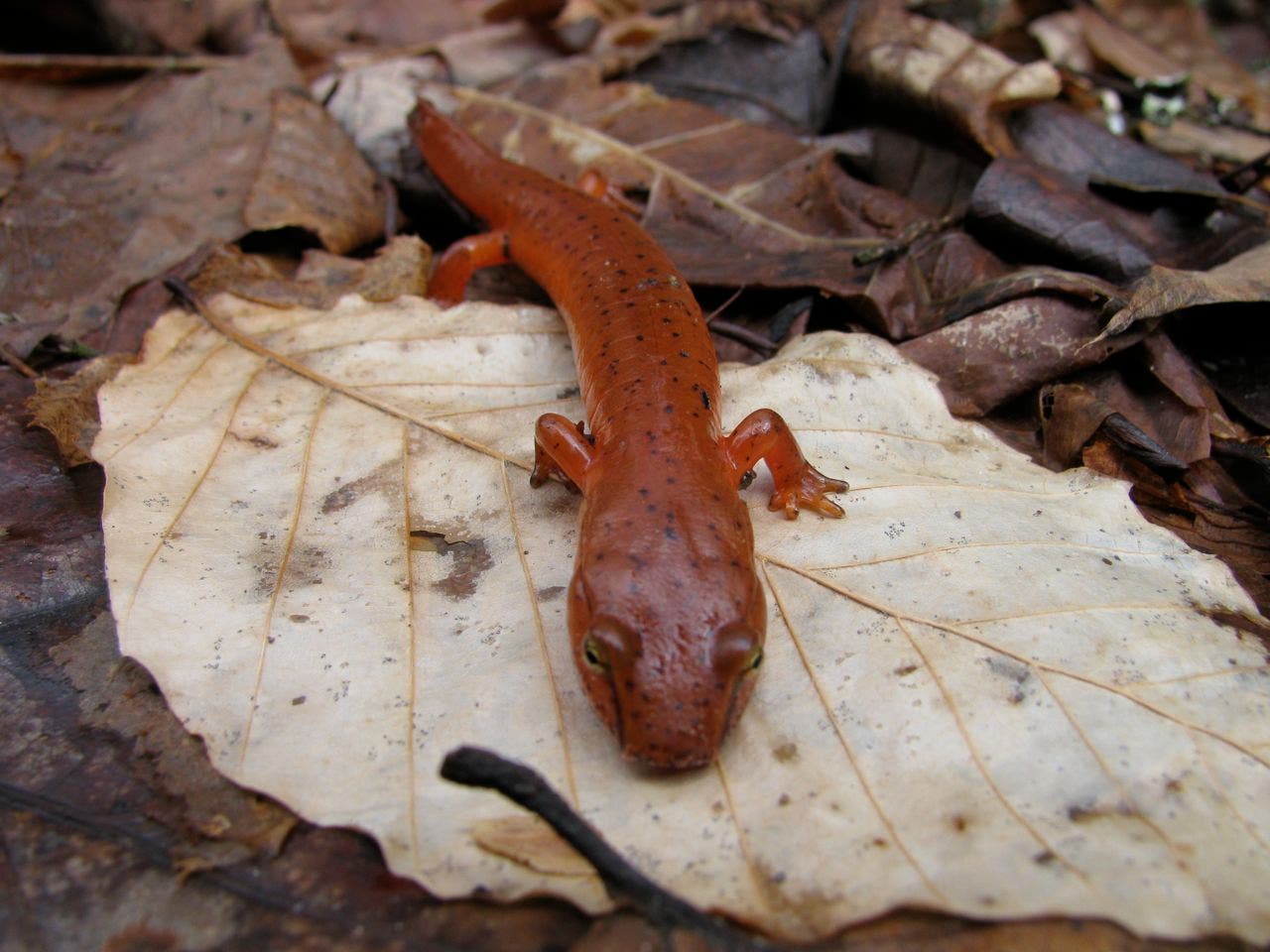 Salamander None