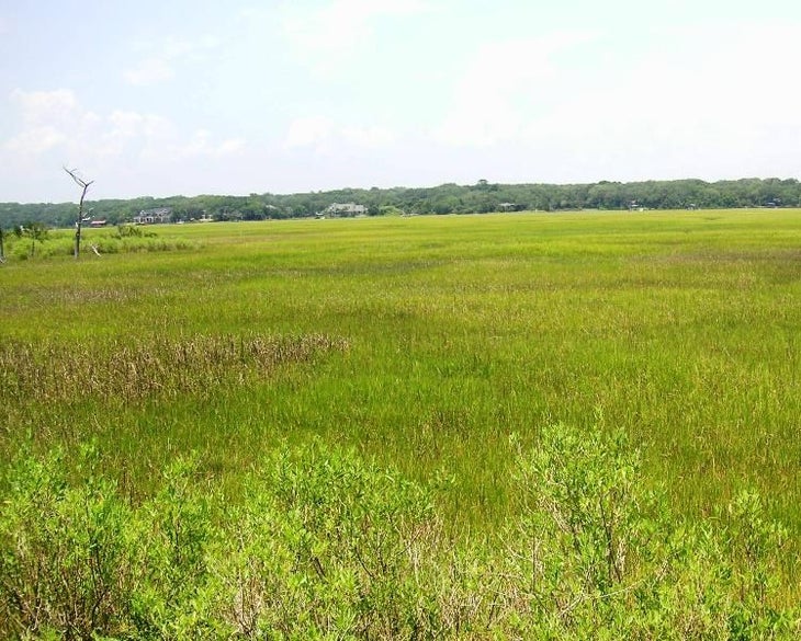 Salt Marsh Grassland None