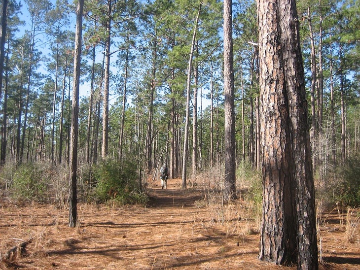 Turkey Creek Trail - North of Gore Store Road (U.S. National Park