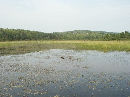 Sawmill Creek Bog boardwalk None