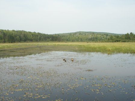 Sawmill Creek Bog boardwalk None