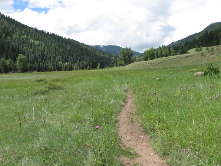 Scenic meadow. None