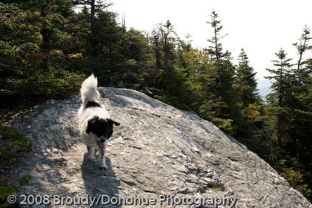 Scrambling Pup None