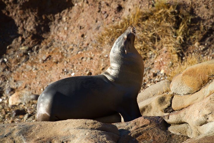 Sea Lion None