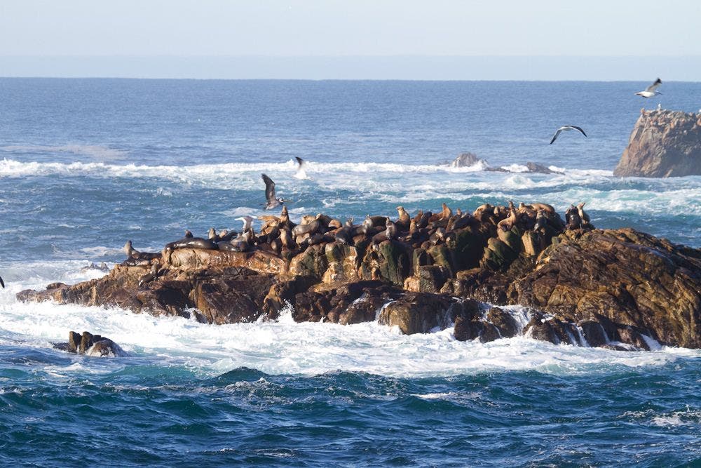 Sea Lions Rocks None