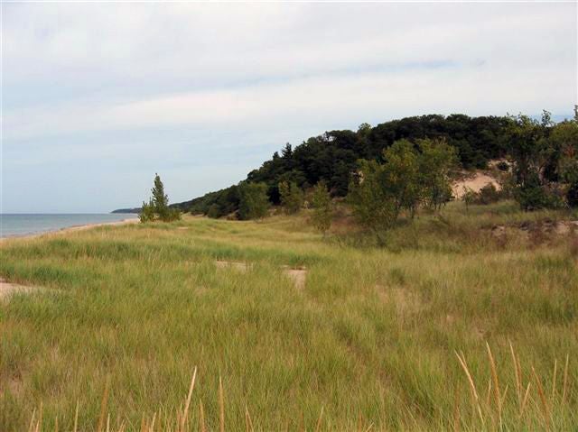 Sea of Marram Grass None