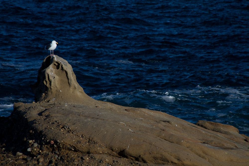 Seagul on a Rock None
