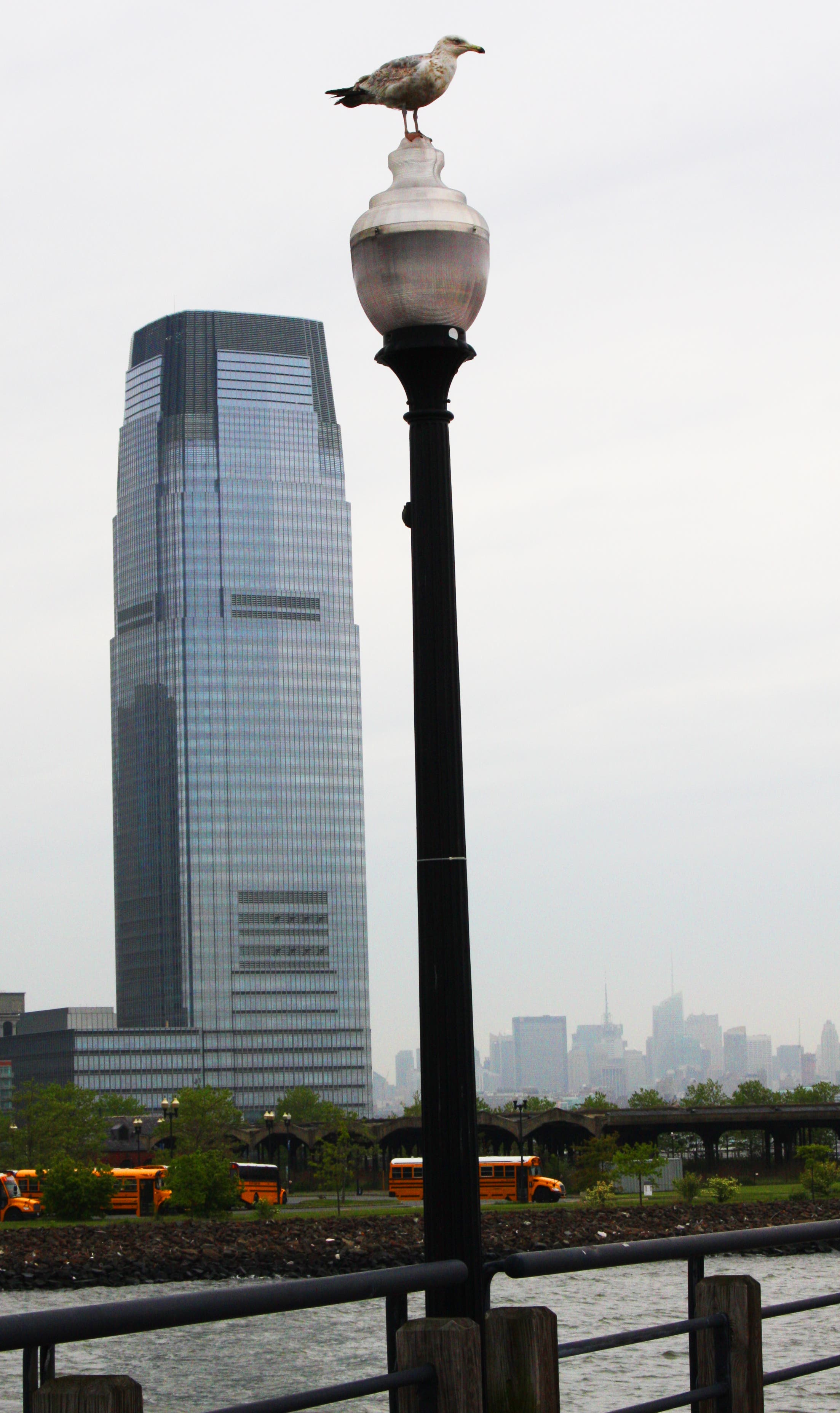 Liberty State Park: Seagull on a lampost along the Hudson River Walkway. 
