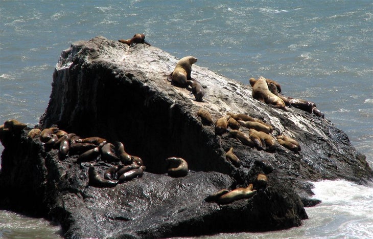 Sealion Rock None