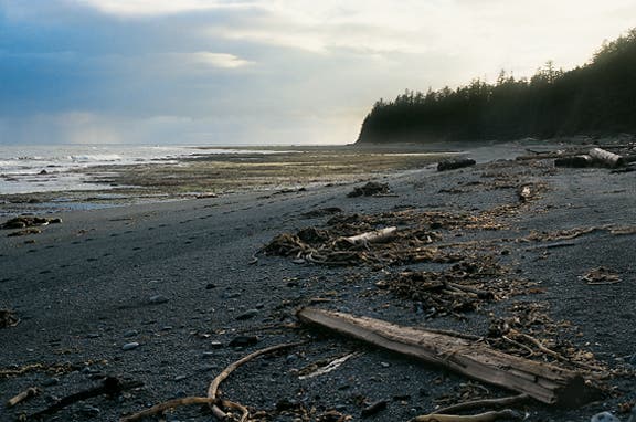 Seaweed Beaches None