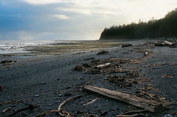 Seaweed Beaches None