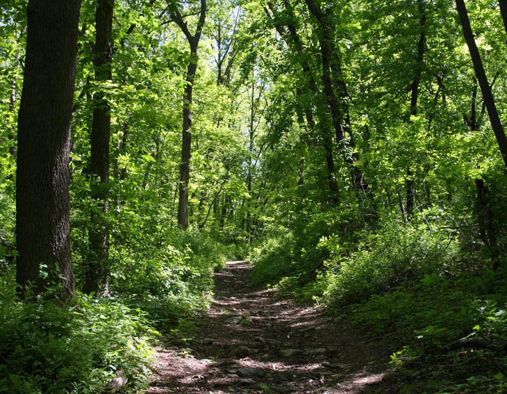 Secluded woods None