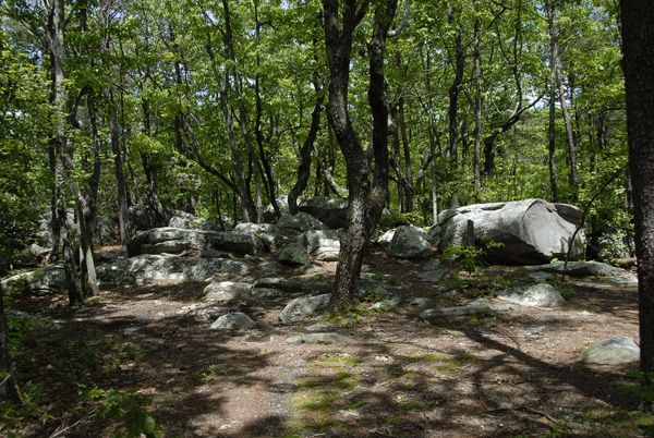 Shaded Campsite None