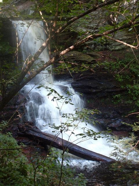 Sheldon Reynolds Falls None