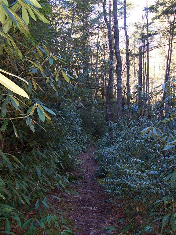 Shinny Trail - Lower None