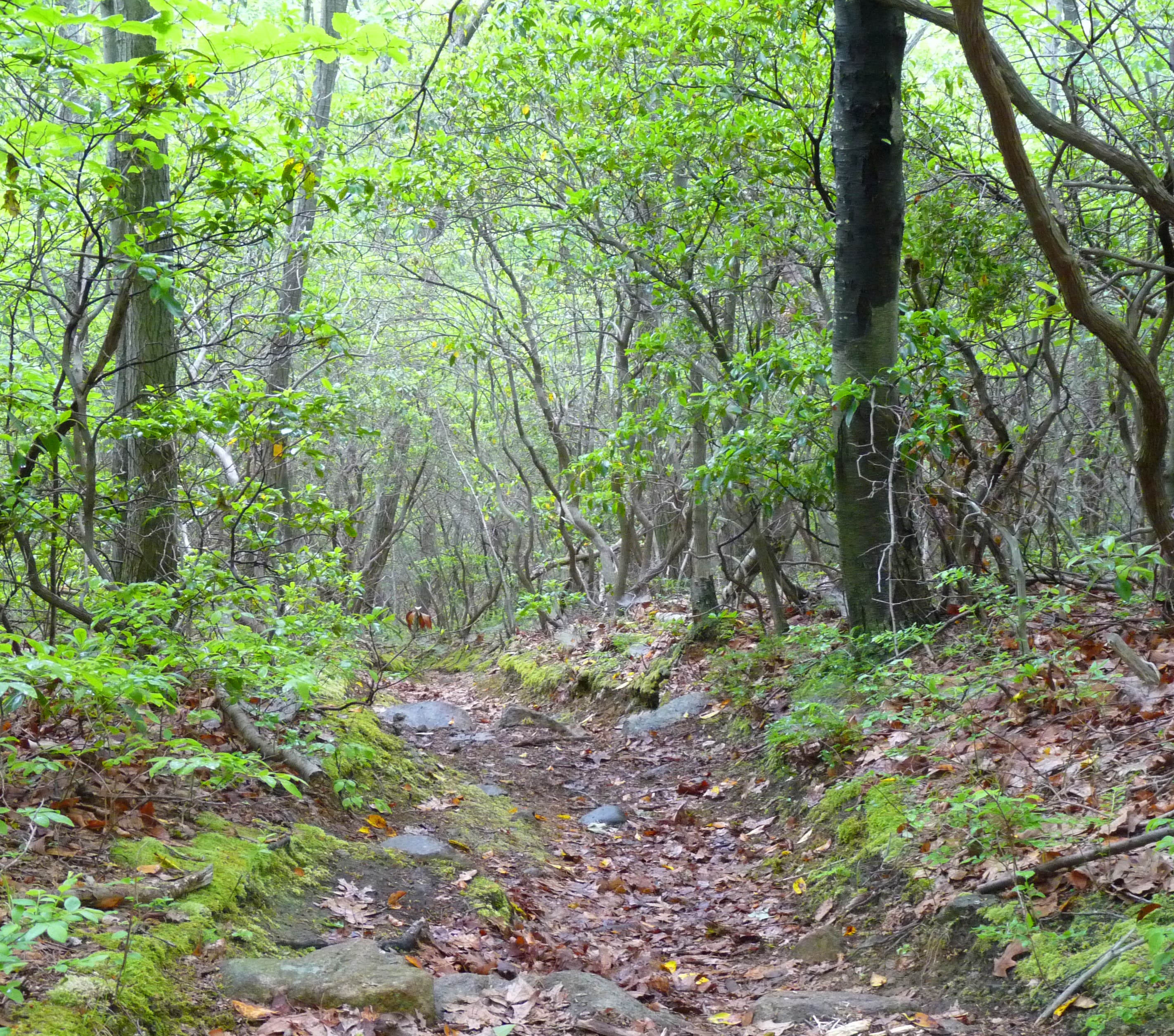 Shrub Oak Tunnel None