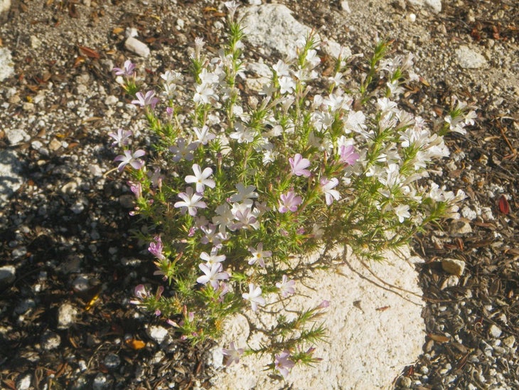 Sierra Wildflower None