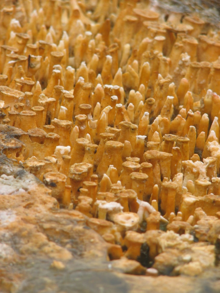 Sights at Black Sand Geyser Basin None