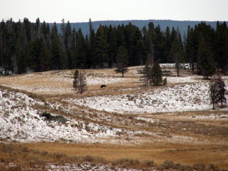 Single Bison None