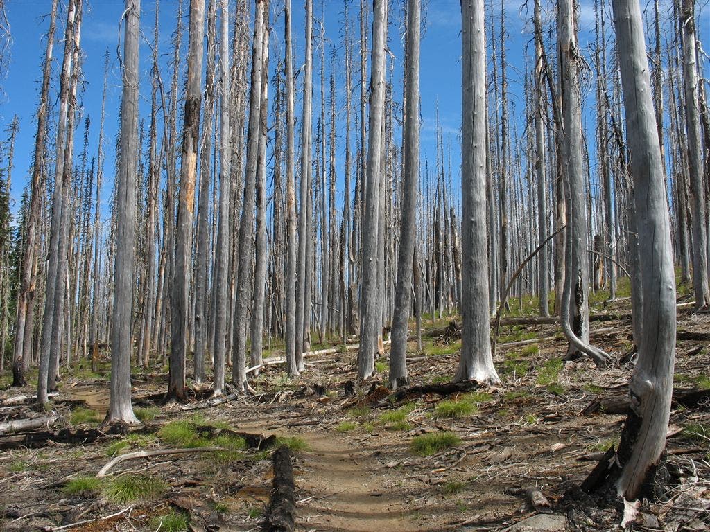 Site of forest fire None