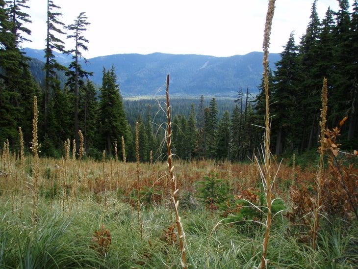 Ski Run Meadow None