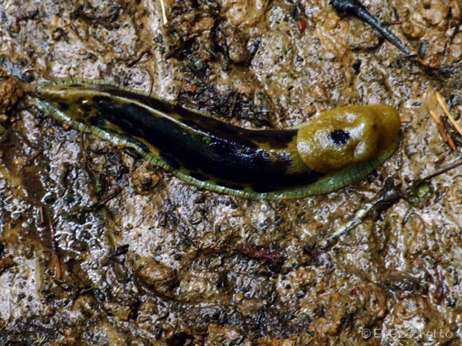 Slimy None