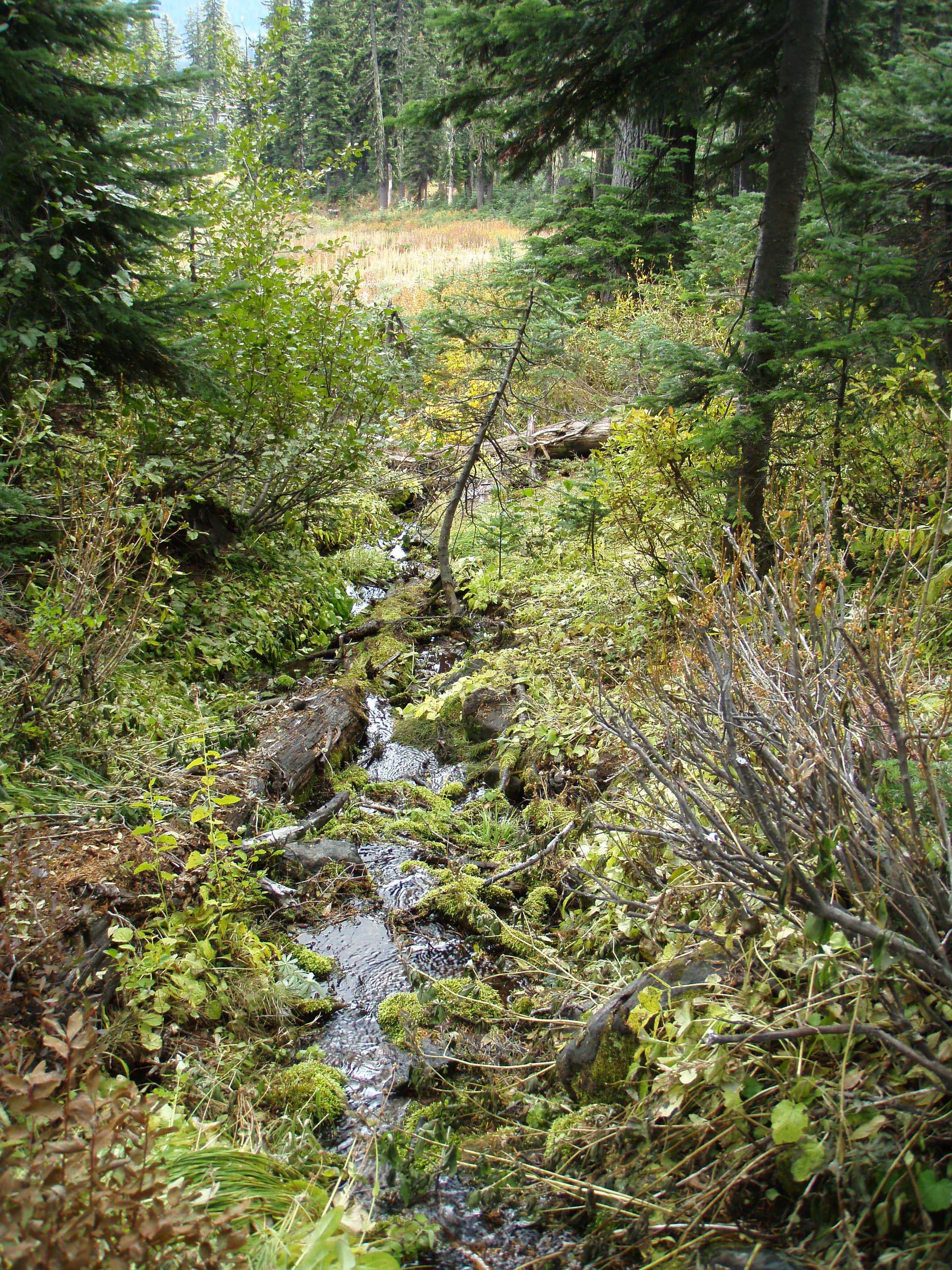 Small creek on ski run. None