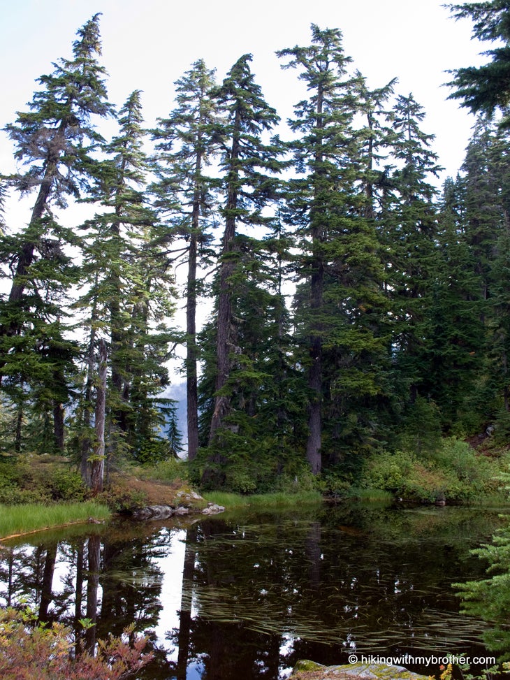Small Pond None