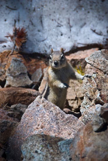 Smiling Chipmunk None