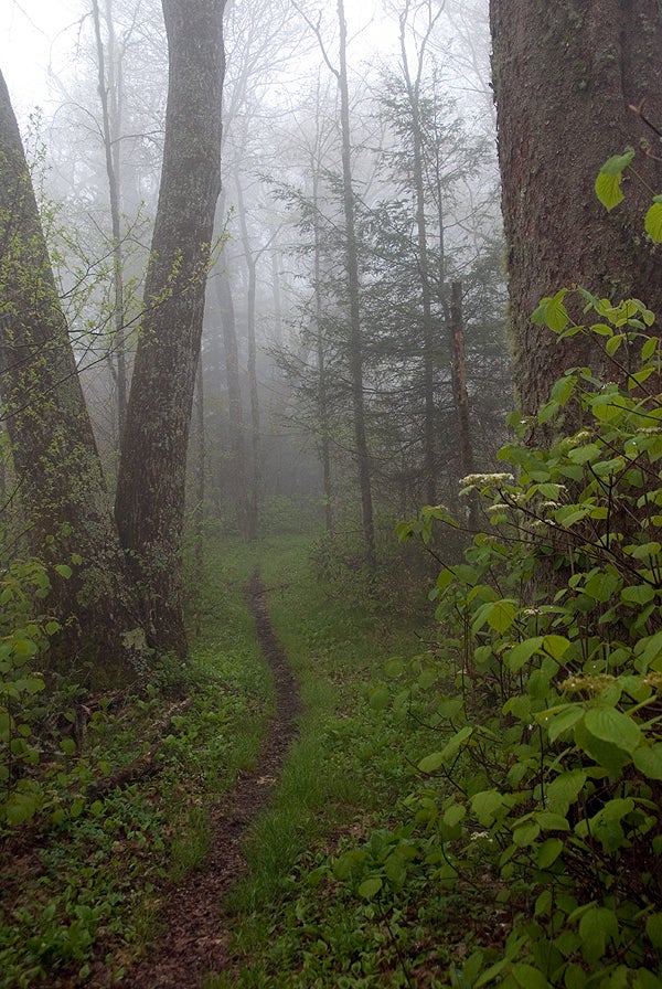 Smokies Fog None