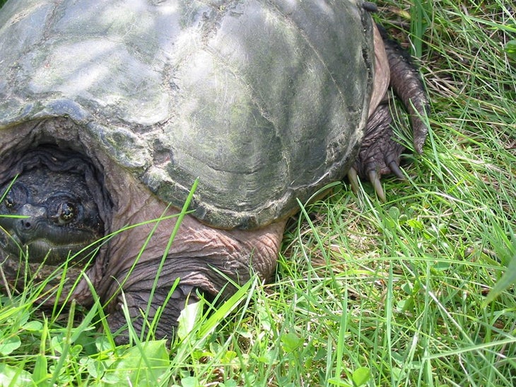 Snapping Turtle None